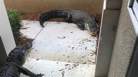 Florida alligators: Gators pound front door of Fort Myers home