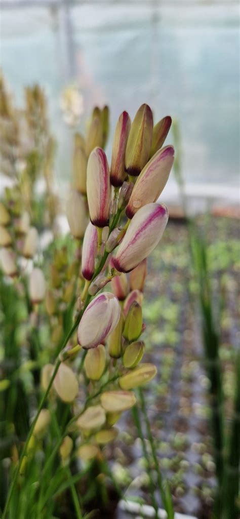 Ixia Hogarth Proctors Nursery