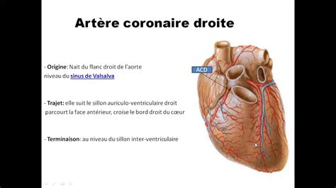 Vascularisation Et Innervation Cardiaque Partir01 Dr Saidi M YouTube