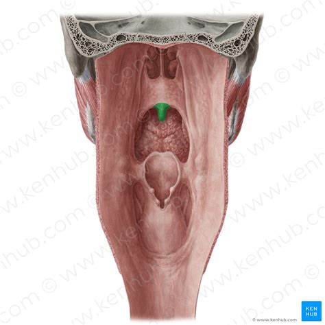 Musculus Uvulae Anatomie Funktion Kenhub