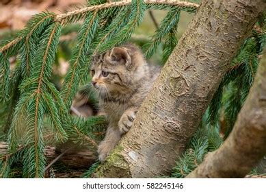 Wild Cat Cub Felis Silvestris Stock Photo 582245146 | Shutterstock