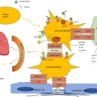 The Role Of Platelet P2Y12 In Sepsis Platelets Are Activated In Sepsis