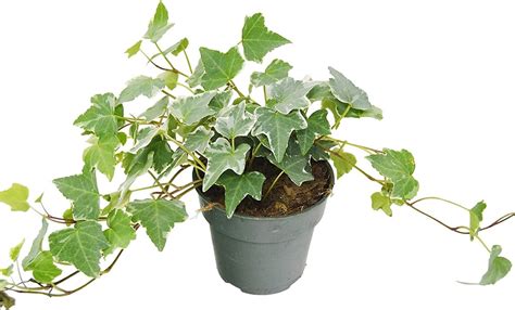 English Ivy Plant Best Indoor Plants That Help You Sleep POPSUGAR