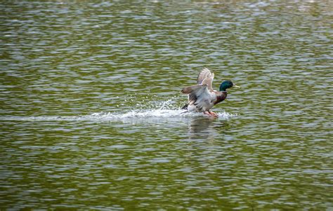 L Eau Canard Colvert Photo Gratuite Sur Pixabay Pixabay