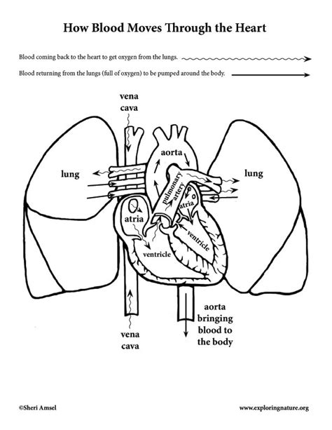 How Does Blood Flow Through The Heart And Lungs Photos Idea