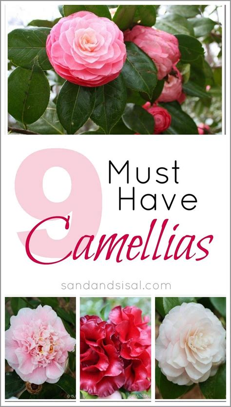 Southern Camellias Sand And Sisal Camellia Plant Flowering Bushes