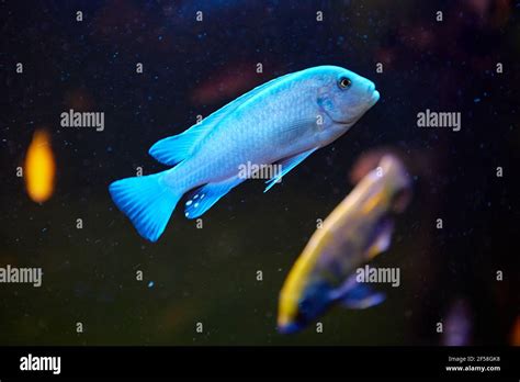 Malawi Cichlids Hi Res Stock Photography And Images Alamy