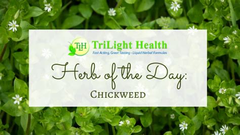 Herb of the Day: Chickweed - TriLight Health