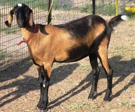 15 Best Goat Breeds For Meat In World For Your Farms Profit Sand