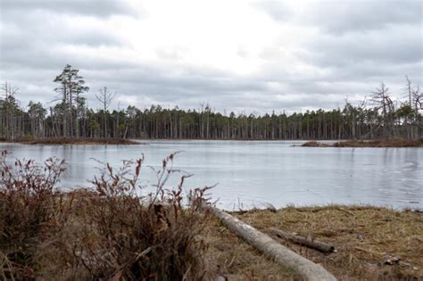 premium photo nature view   marsh   marsh lake  windblown