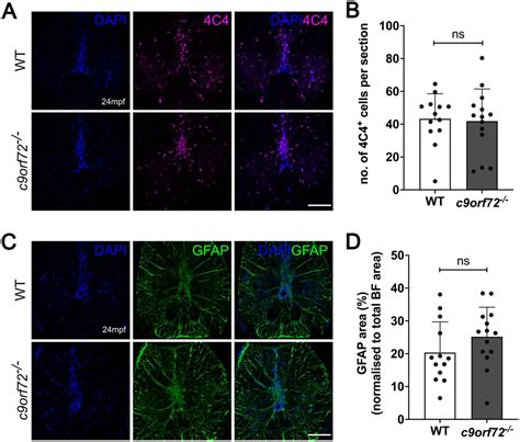 C9ORF72 Deficiency Results In Neurodegeneration In The Zebrafish Retina