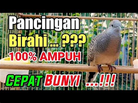 Pancingan Perkutut Lokal Suara Besar Super Gacor Ampuh Untuk Pikat