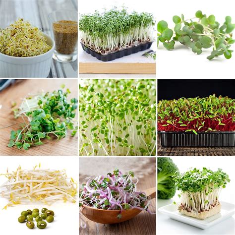 Generisch Sorten Sprossen Samen Microgreens Keimsprossen Mix Mikrogr N