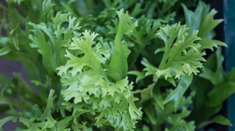 Mustard Green Varieties You Can Plant In Fall