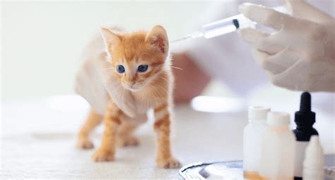 Kitten Vaccination Schedule - KULFIY.COM