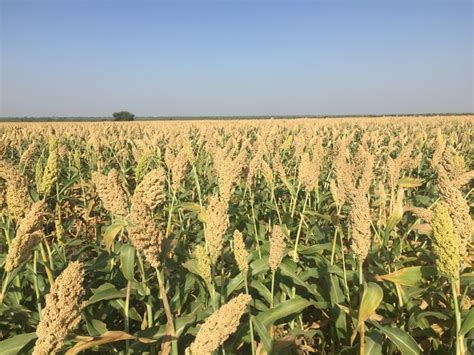 Biofortified Sorghum Variety Released In India