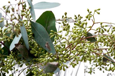 Fresh Eucalyptus Stems in Clear Glass Vase Isolated on White Stock Photo - Image of leaves ...