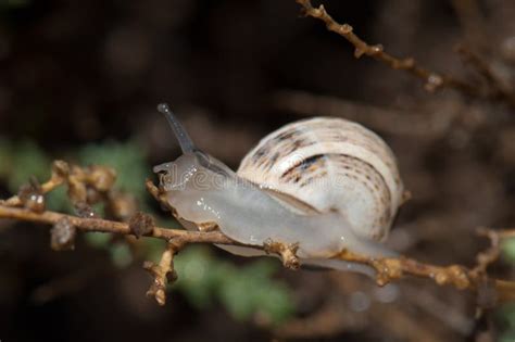 White garden snail. stock photo. Image of oliva, gastropoda - 135457336