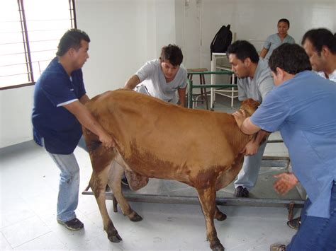 Pre Clinica Veterinaria Hernia Umbilical En Un Bovino