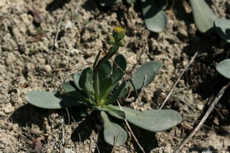 Senecio Auricula Flores Silvestres De Arag N