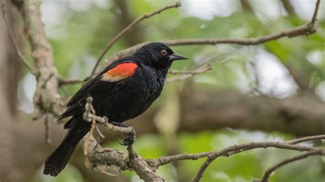 Red-Winged Blackbird Nest, Eggs, And Mating Rituals