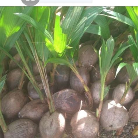 Jual Bibit Tanaman Kelapa Genjah Entok Di Seller Bibit Sembilan