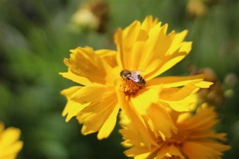 Free Images Nature Meadow Flower Petal Pollen Herb Botany