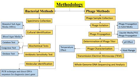 Isolation And Characterization Of Staphylococcus Phage Rih And