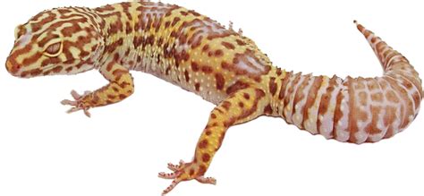 Geckos Png Image Png Svg Clip Art For Web Download Clip Art Png Icon Arts