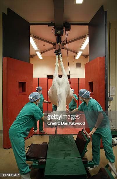 Surgeons Perform Treatment On Horses At The Newmarket Equine Hospital