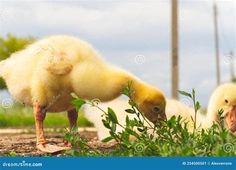 Gosling. Poultry Farm for Breeding Geese. Little Goose Chicks in the Grass Stock Image - Image ...