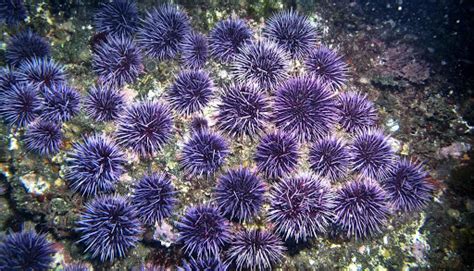 Can you Kelp Me? The Purple Sea Urchin: A Tale of Destruction - The ...