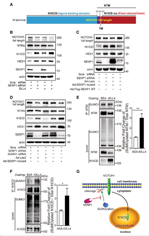 Senp Sentrin Specific Protease Mediated Notch Neurogenic Locus