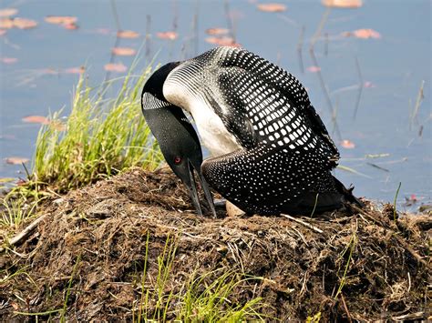 Loon Nesting (Behavior, Eggs, Location) | Birdfact