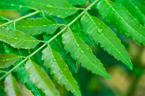 Powerful Benefits Of Neem In Ayurveda By Dakshin Kaushal Ayurveda