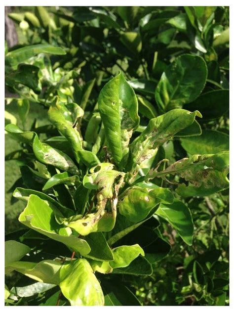 Lemon Tree Diseases Curled Leaves