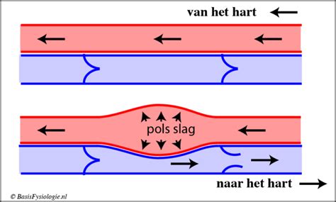 B Het Veneuze Systeem Basisfysiologie Nl