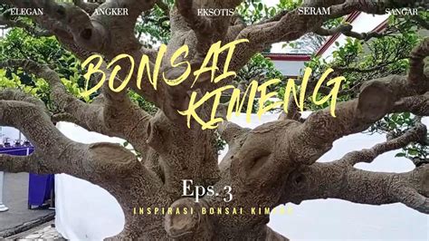 Variasi Batang Bonsai Kimeng Mantul Inspirasi Bonsai Kimeng Eps