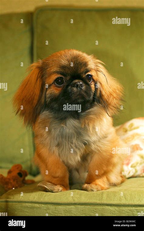 Pekingese Pekinese Stock Photo Alamy