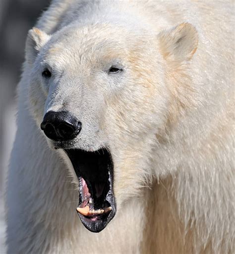 Bear With Mouth Open Stock Photos, Pictures & Royalty-Free Images - iStock