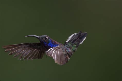 Free Images Nature Branch Wing Beak Hummingbird Feather Fauna