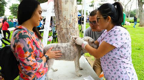 Surco promueve campañas de salud y adopción de mascotas Noticias