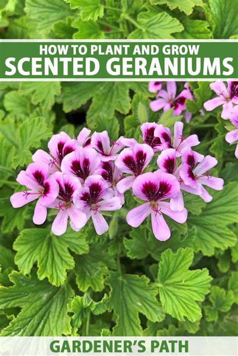 How To Plant And Grow Scented Geraniums Gardeners Path