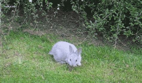 rabbit hopping gif bunny hop cute animals animal jump