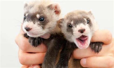 How To Care For Baby Ferrets – The Ferret Den