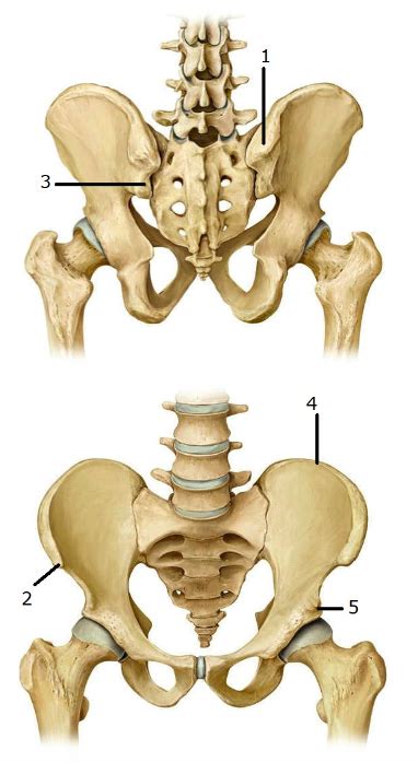 Pelvic Bone Structures Diagram | Quizlet