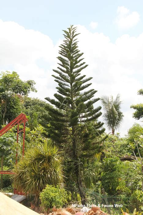 Nparks Araucaria Heterophylla