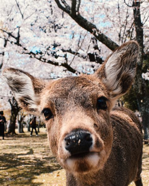 Perfect Nara Day Trip Itinerary From Osaka Or Kyoto Gina Bear S Blog