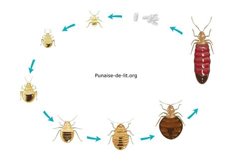 Punaises de lit comment les reconnaître et s en débarrasser