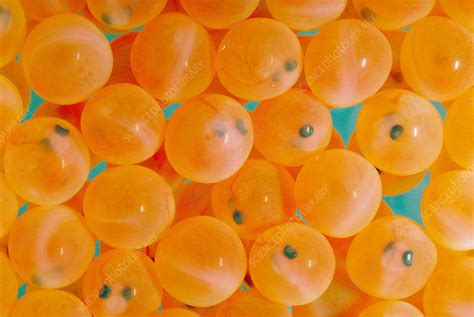 Rainbow Trout Eggs Stock Image Z6050803 Science Photo Library